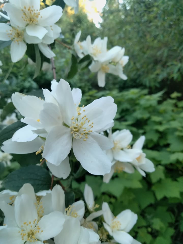 Oaks Bottom Wildlife Walk