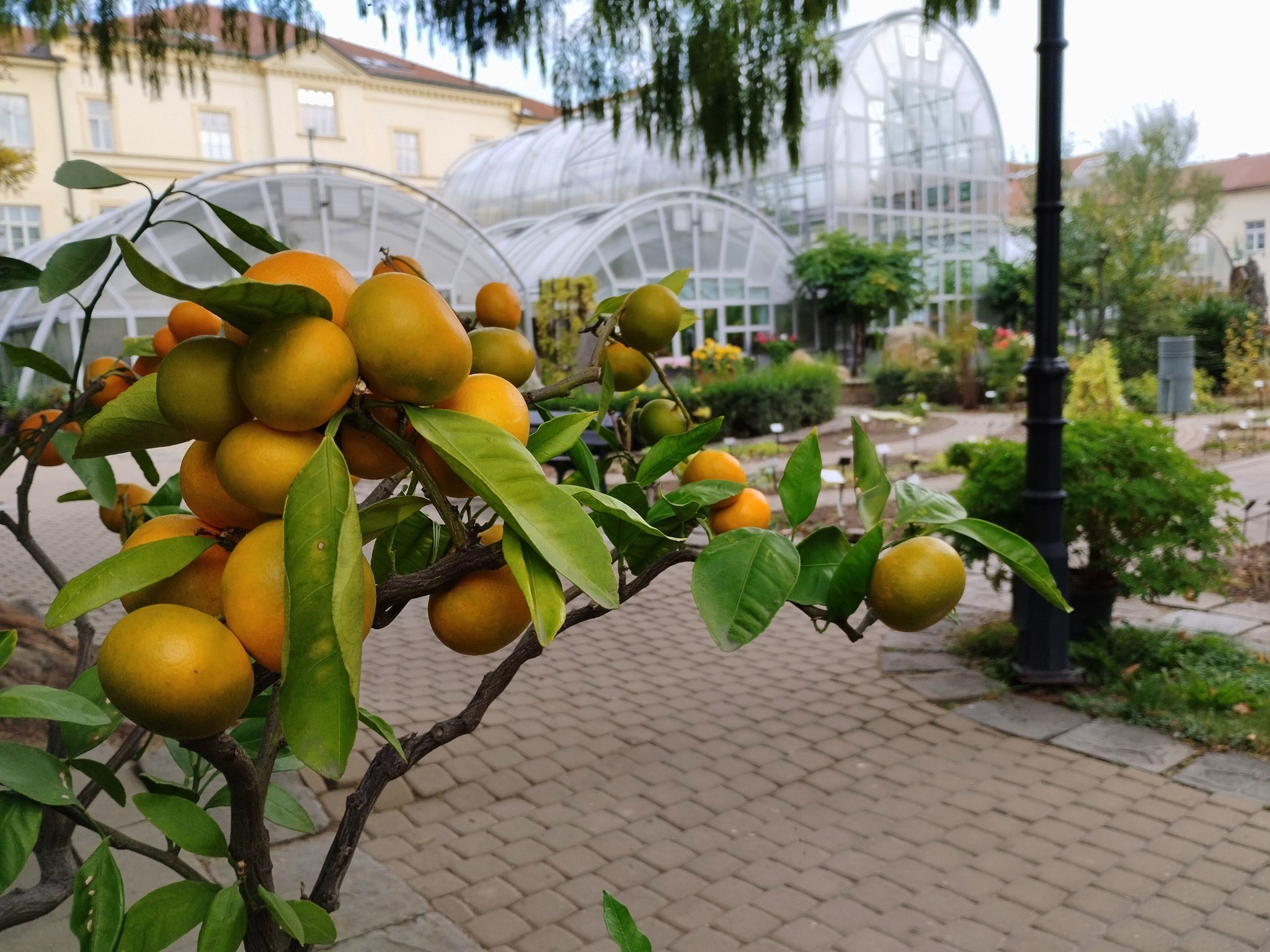 Výstava citrusů a dalších subtropických a tropických užitkových rostlin