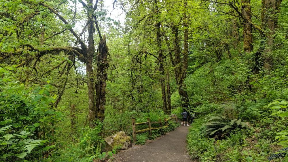 Community Hike in Forest Park!