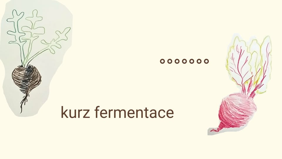 kurz fermentace