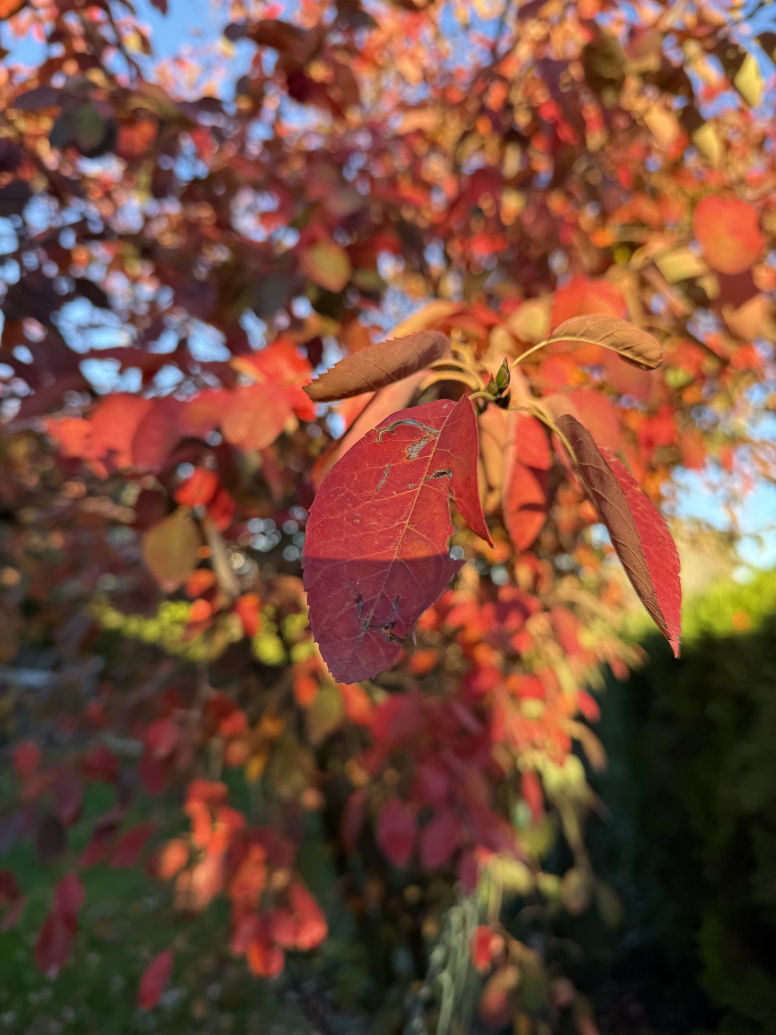 Tanec Žena Empatia 🍂novembrové stretnutie