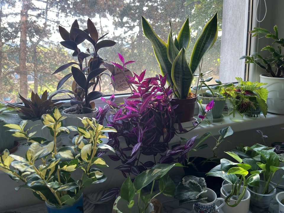 Plant &Cutting Swap