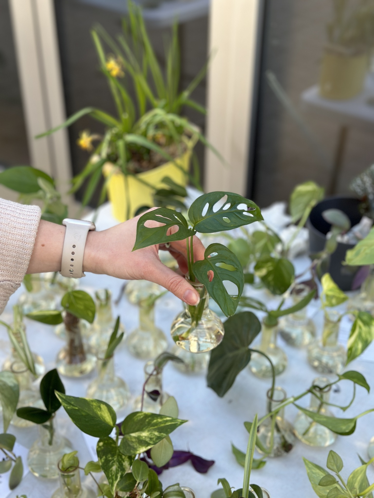 SWAP odrezkov a rastlín v Plantizii - vítame jar🌱💚