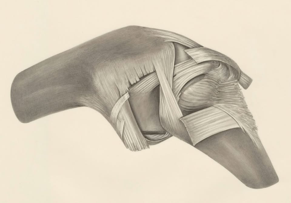 Science Pub: The New Life of Donated Tissue