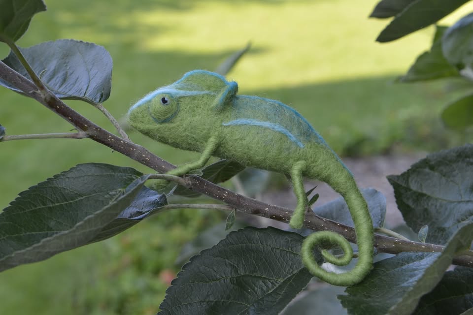 Kurz plstenia: Chameleón