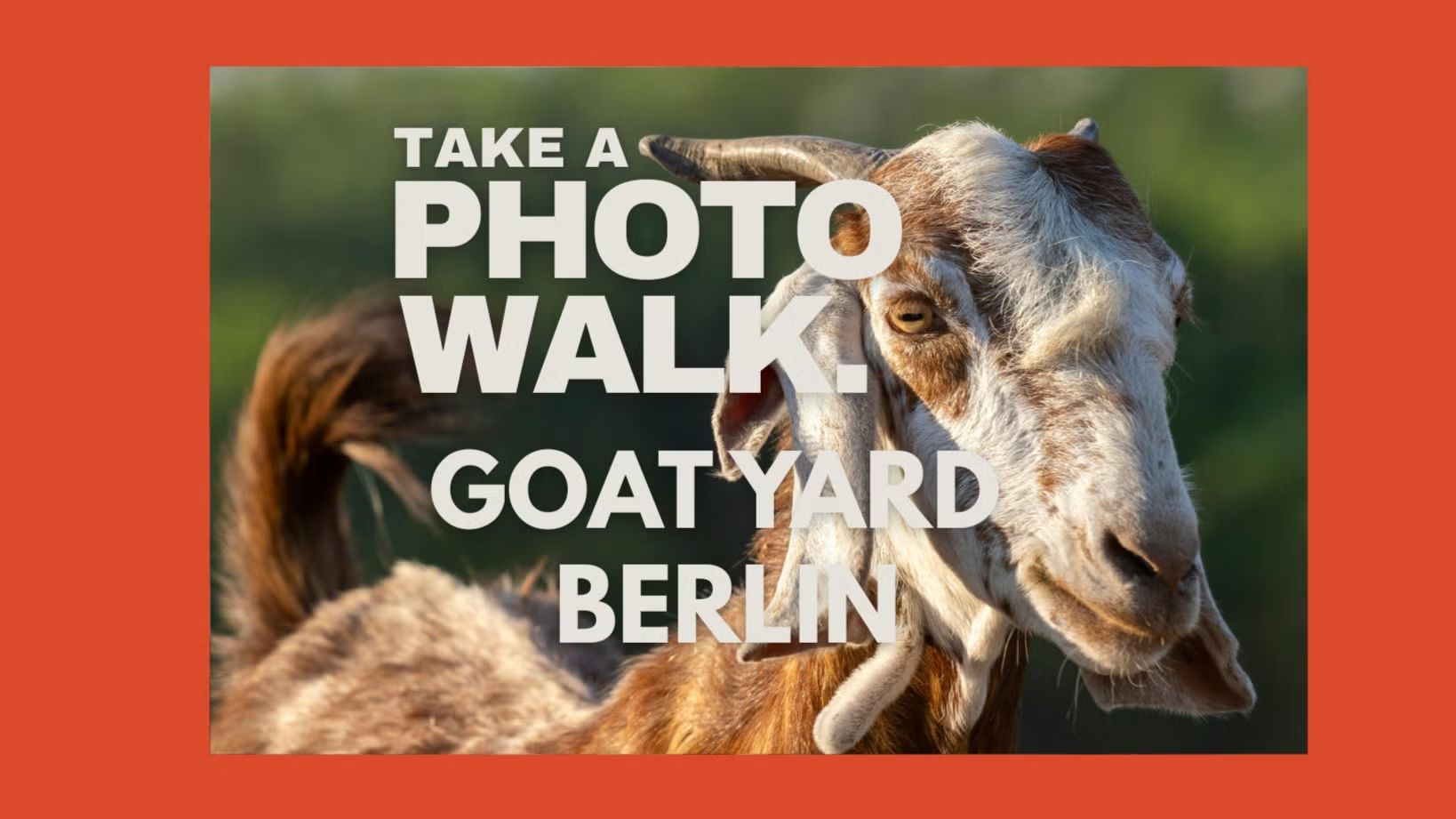 Photo Walk Berlin - Goat Yard (Ziegengehege)