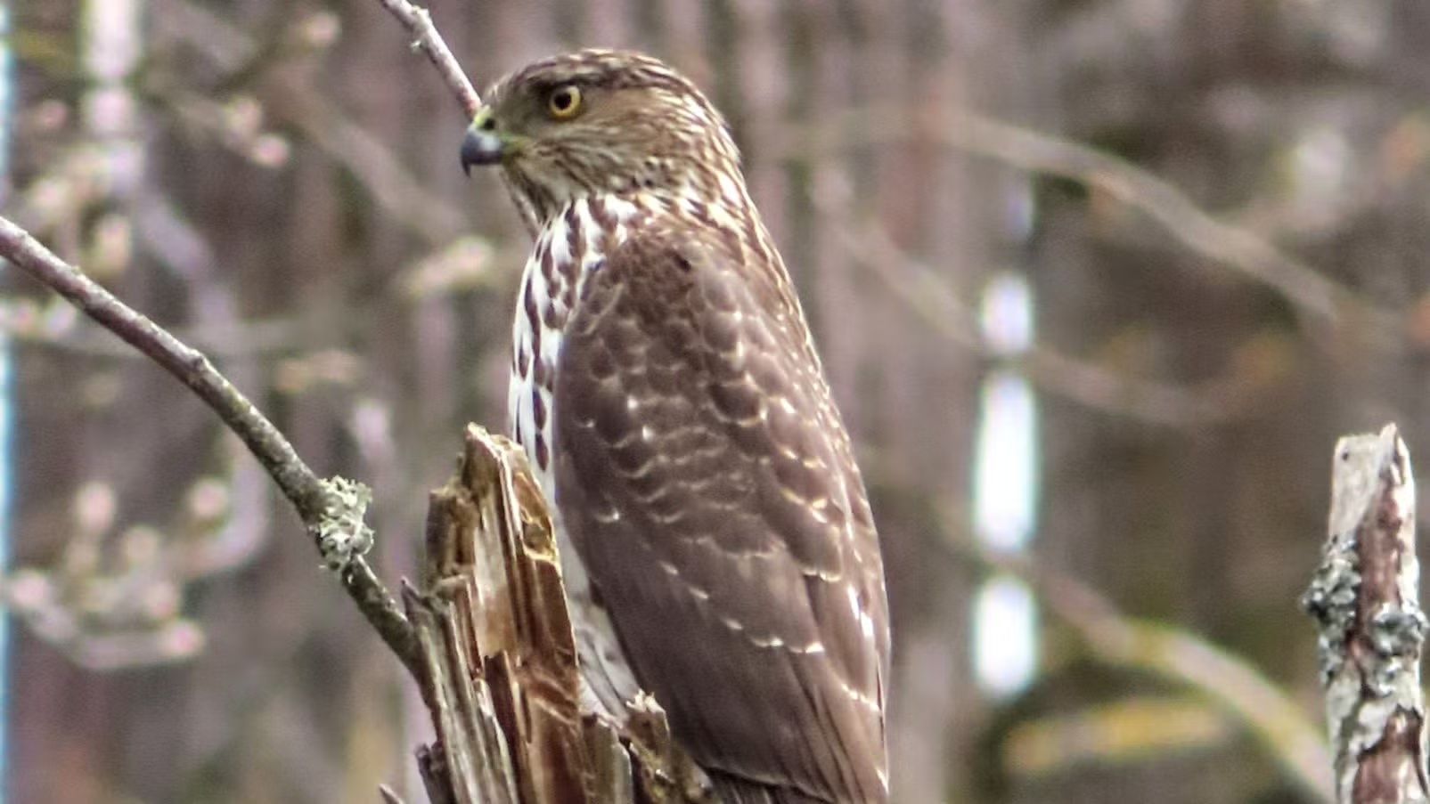 An Early Fall Bird Walk at Errol Heights