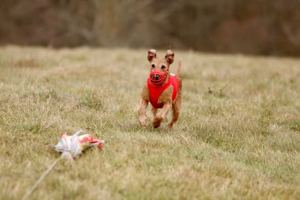 Coursing v Medlankach
