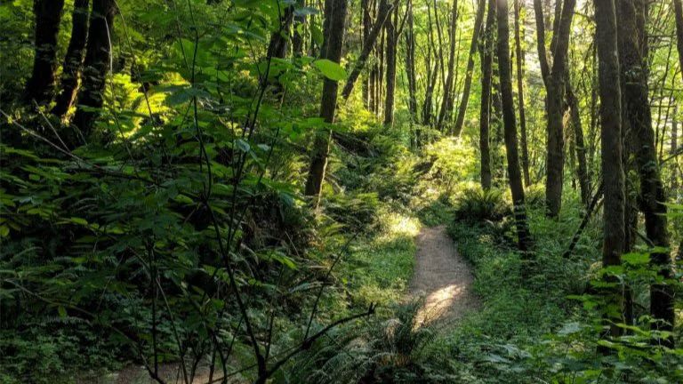 FOOD DRIVE NOV + Springville FL5 Loop (Trail Run in Forest Park)