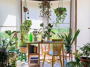 Urban Jungle aneb krásný byt plný pokojových rostlin