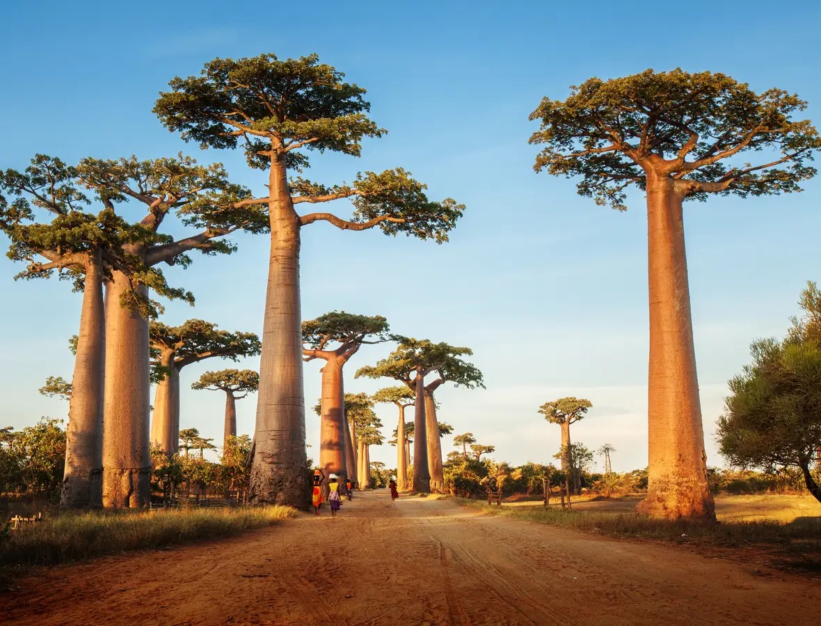 Pozdravy z ciest -MADAGASKAR