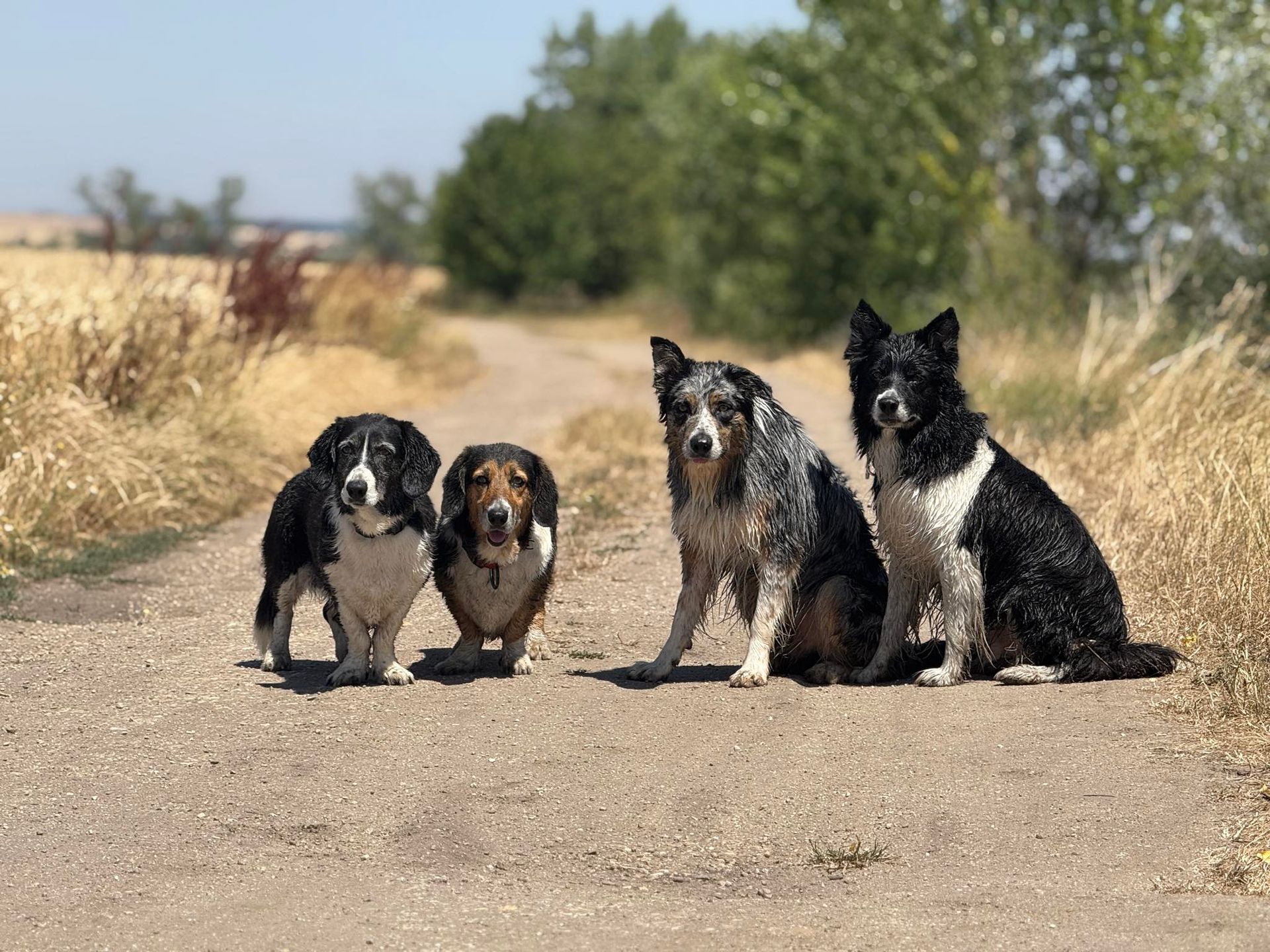 #DOGTALKS - socializačná prechádzka so Stanom Farkašom  - Lozorno