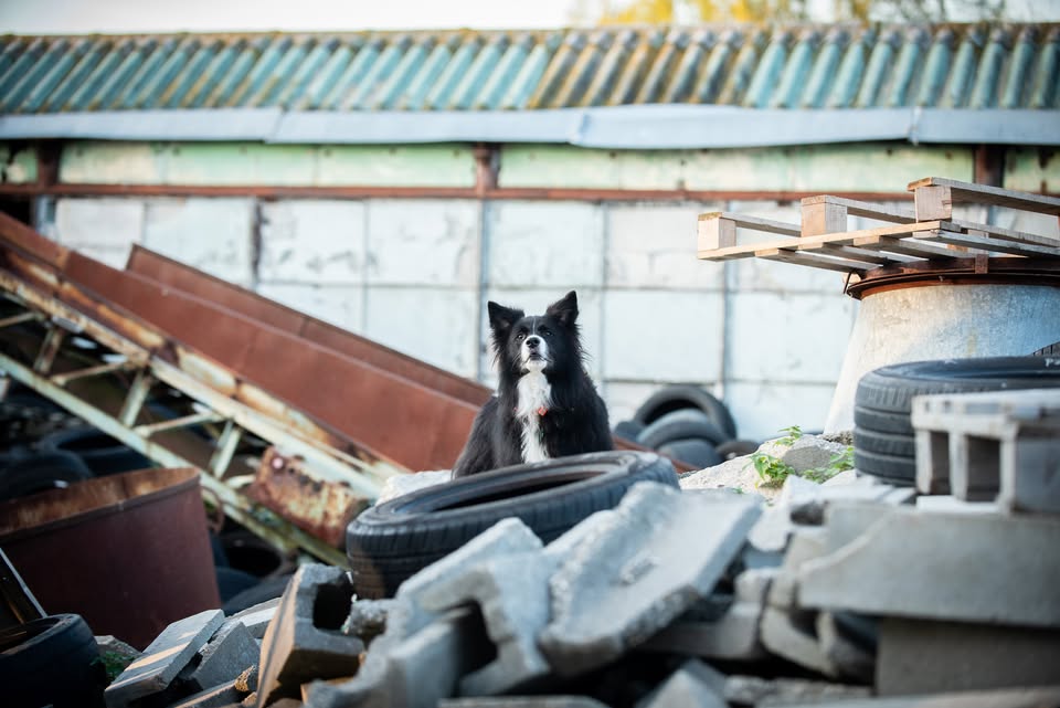 Jarní SAR-DOG-CZ výcvikový tábor XIV. pro záchranné psy