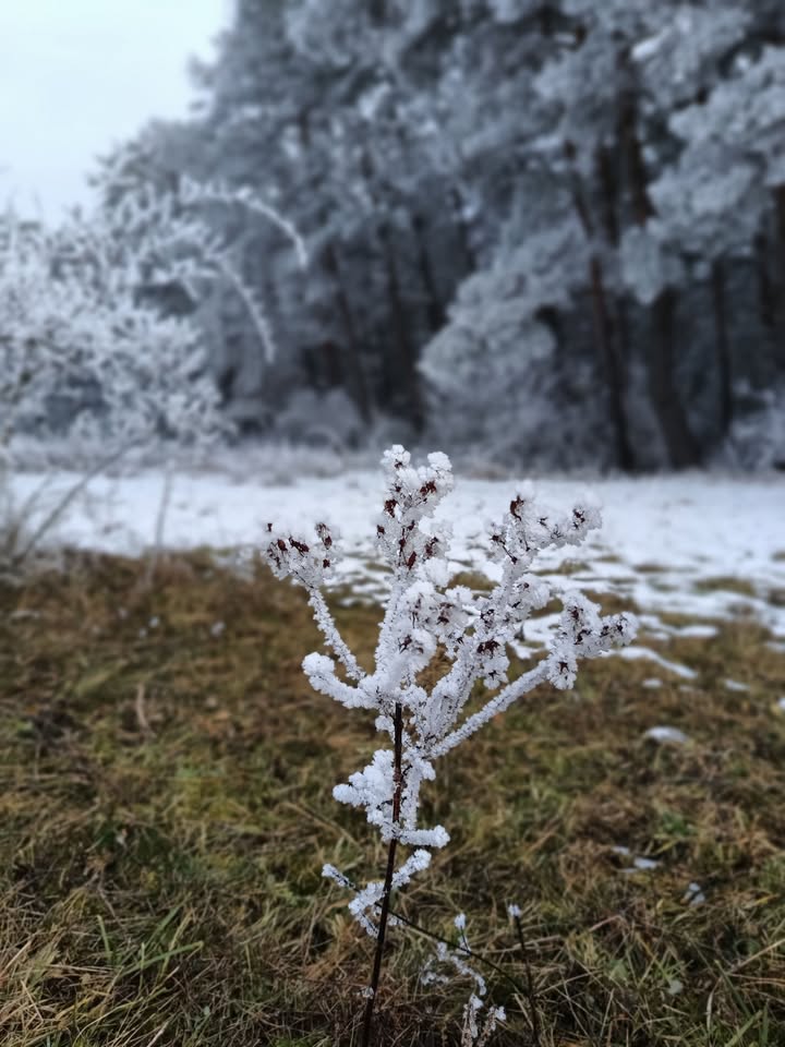 Snivé prebúdzanie s Lesnou mysľou