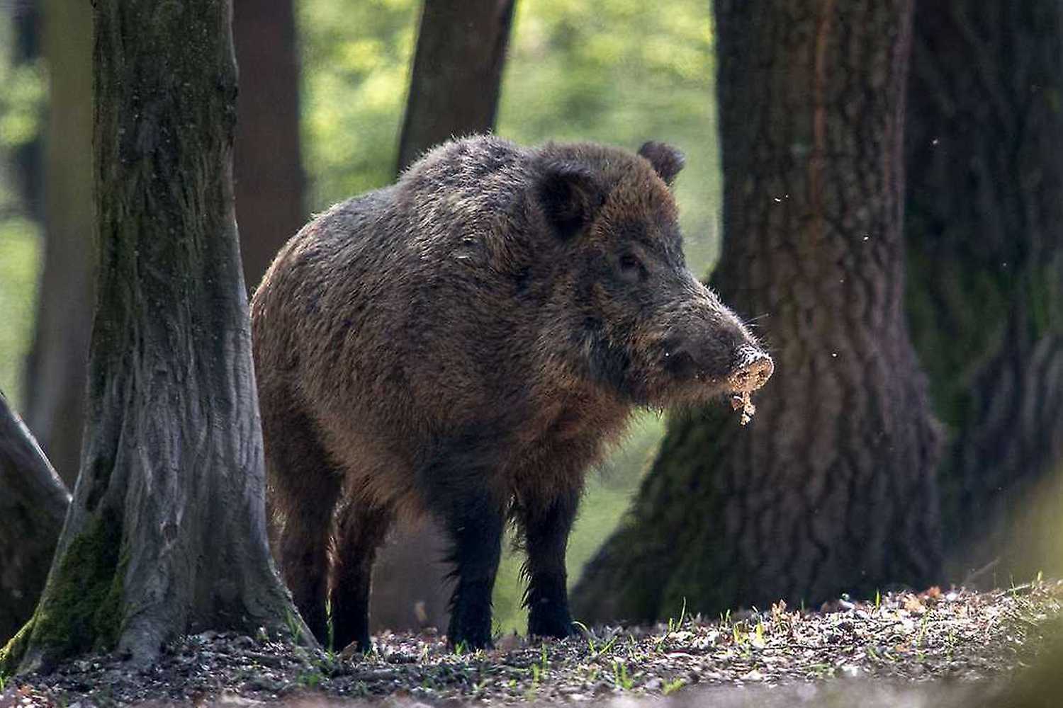 Komentované kŕmenie: Diviak lesný
