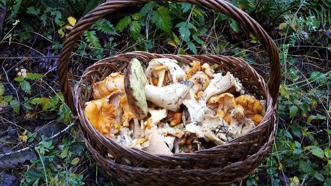 Mushroom Hunting 101