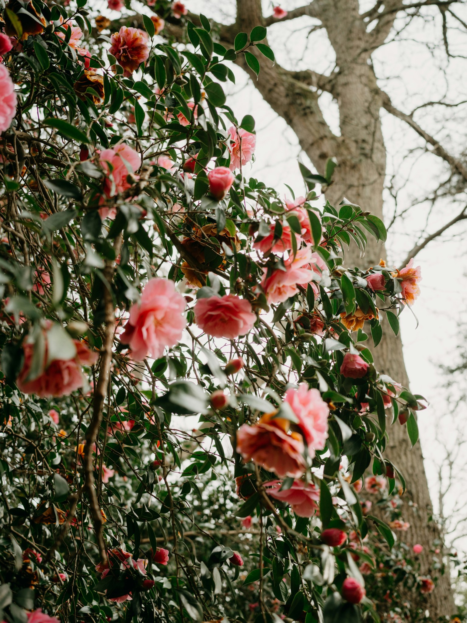 Frauengruppe "Rosen für den Winter"