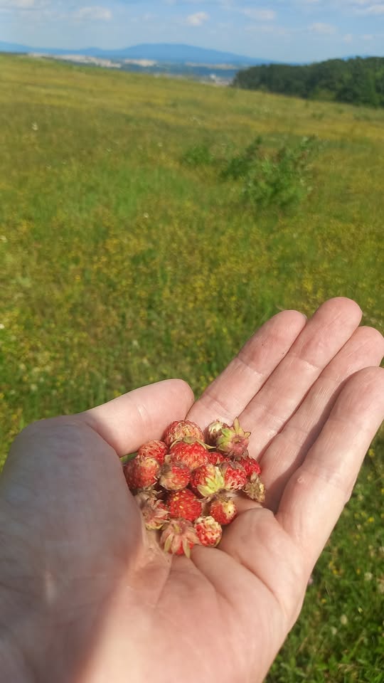 Brigáda na Jahode