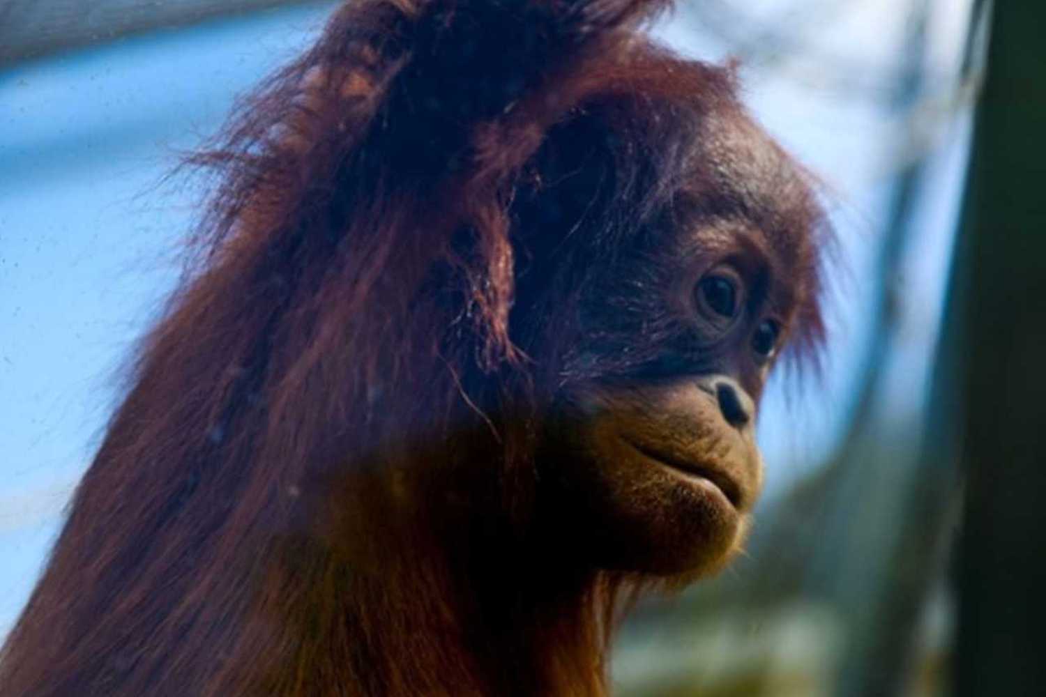 Deň vody a Svetový deň orangutanov
