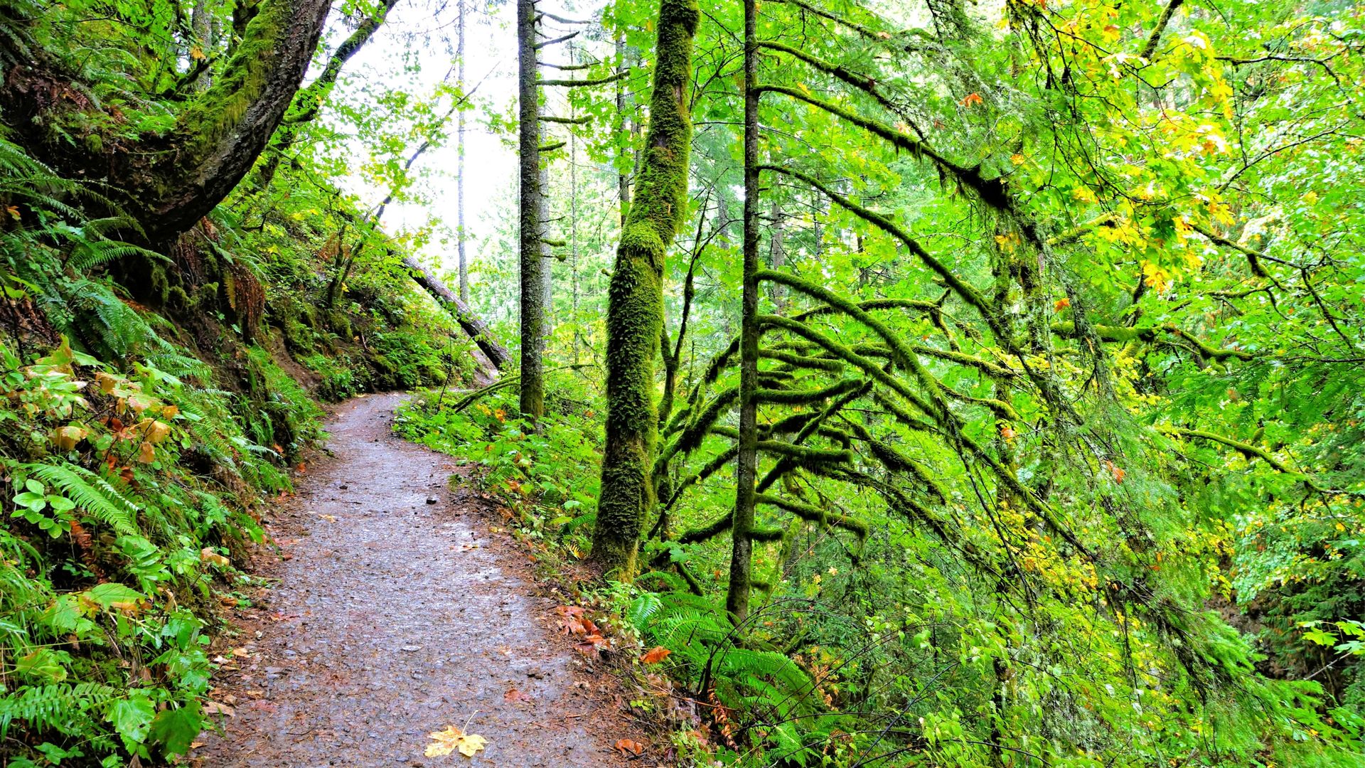 Monday Night Trails in NW