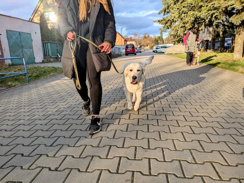 Trénink - netahání na vodítku aneb klidná procházka