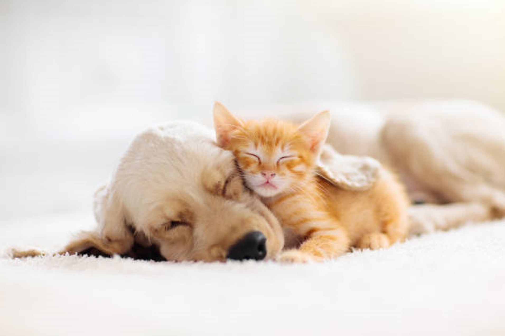 Kittens, Puppies + Beer