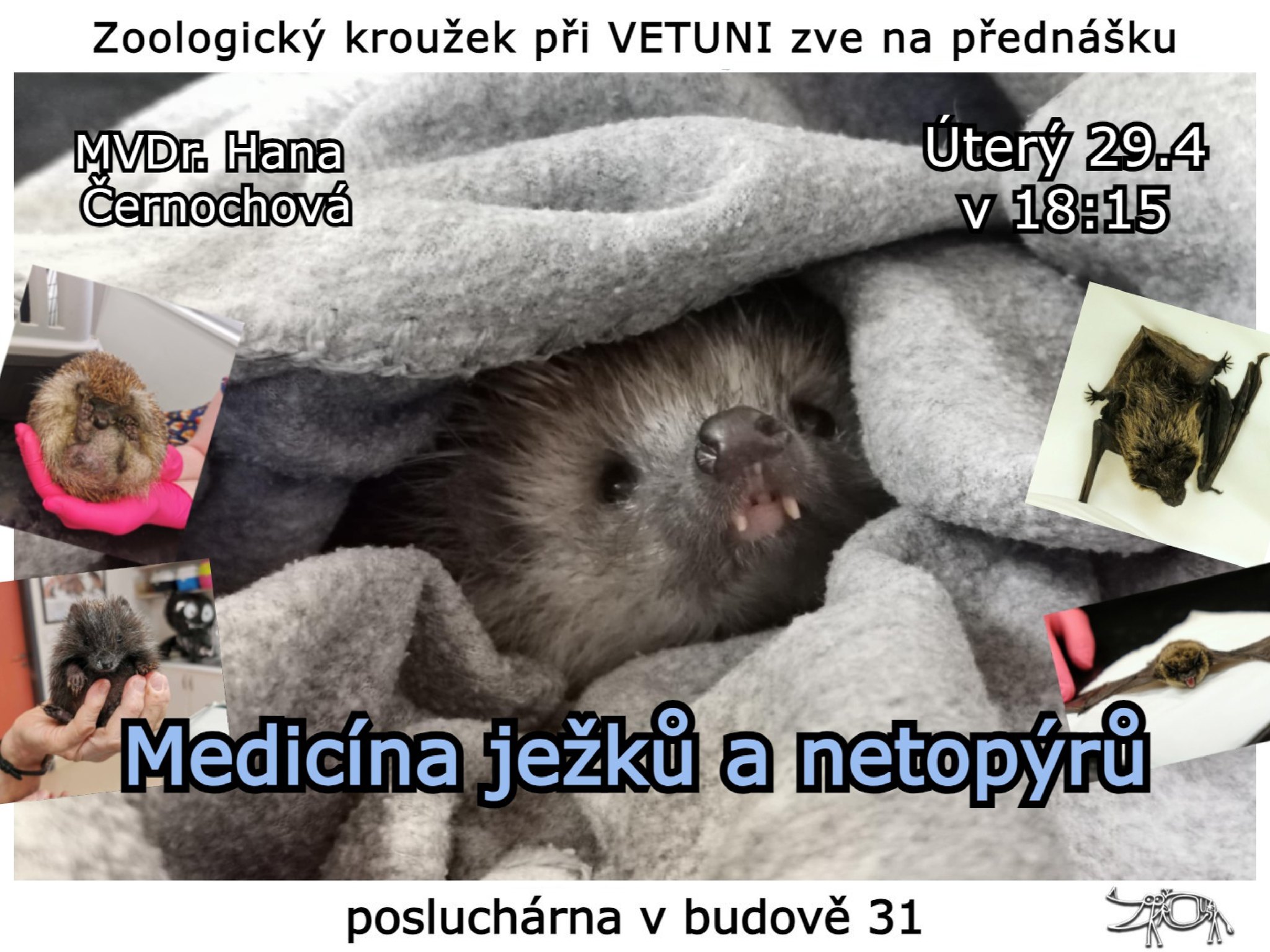 Medicína ježků a netopýrů