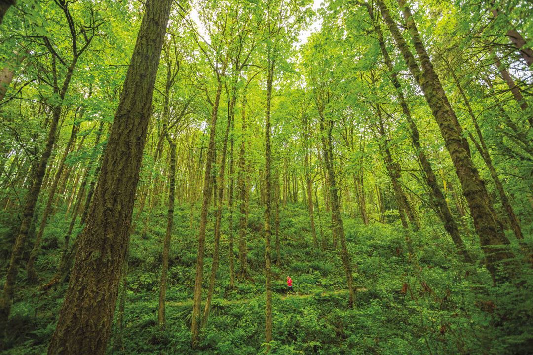 WILDWOOD E2E - Newberry to the Zoo (30.2-mile trail run or volunteer!)