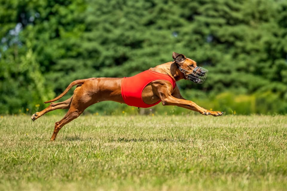 Trénink coursing Vranov