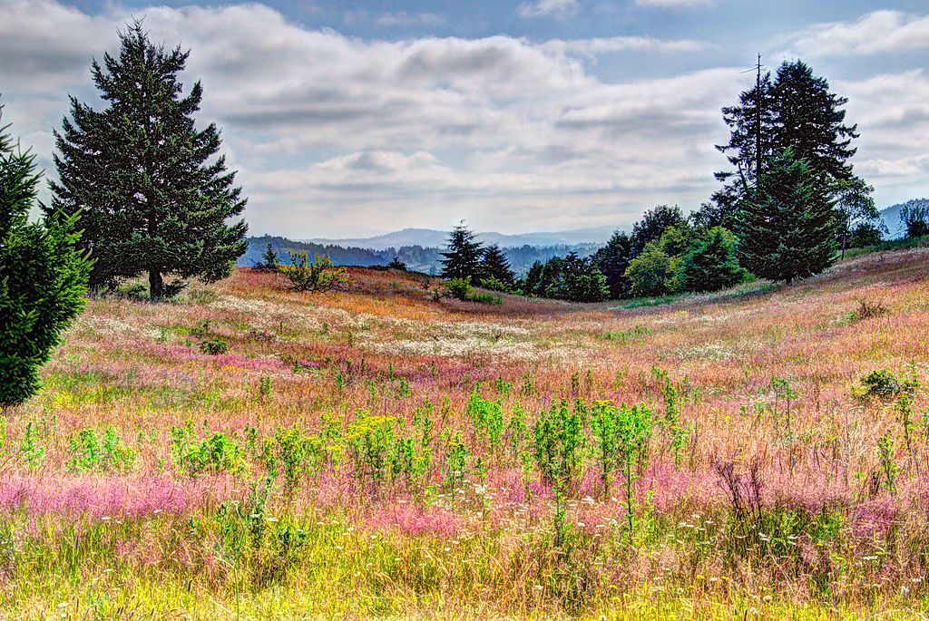 🌅 Evening Hike Series #1 – Powell Butte Nature Park