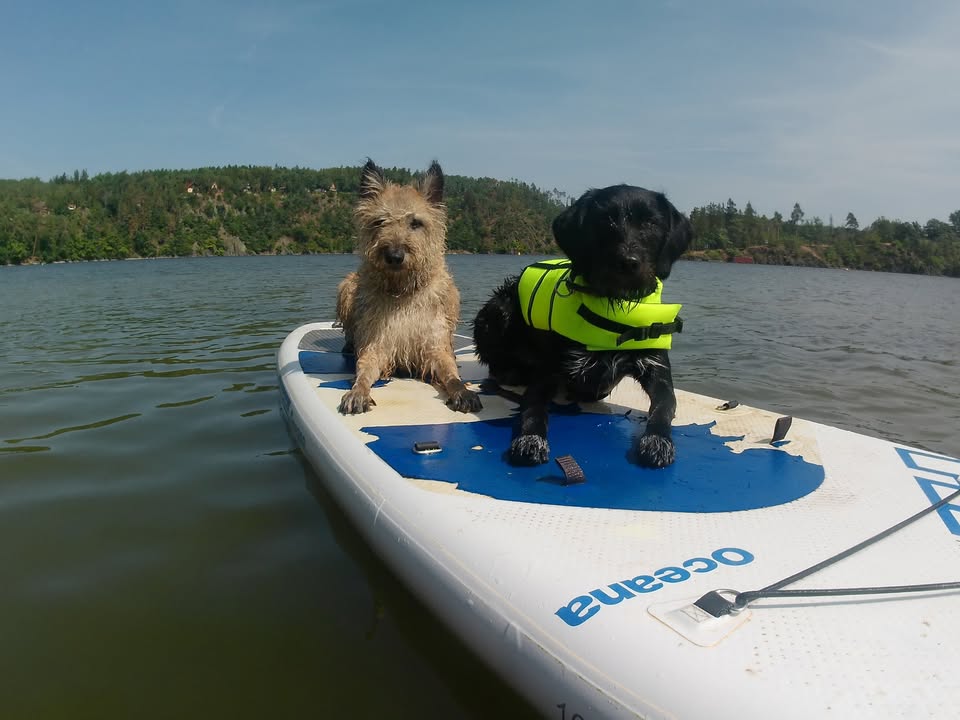 Mezinárodní vodní SAR-DOG-CZ tábor XI.