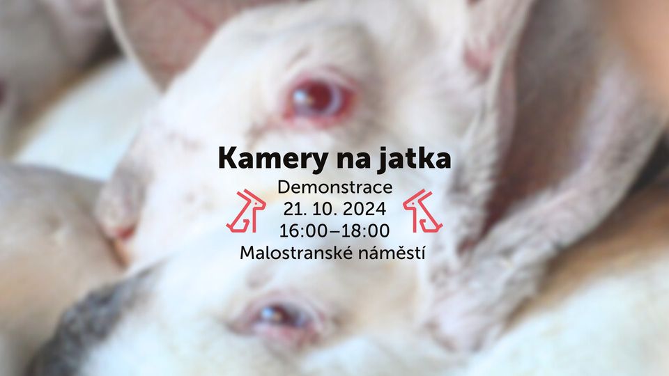 Kamery na jatka