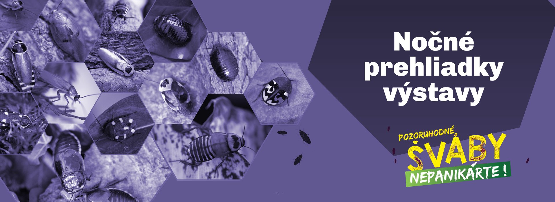 Nočná prehliadka - Pozoruhodné šváby, nepanikárte!