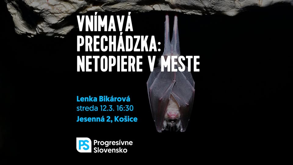 Vnímavá prechádzka: Netopiere v meste