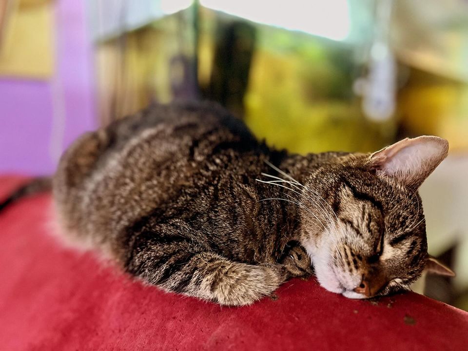 Den domácích mazlíčků s 🐈 Kryšpínem, 🎁  jarmarkem a 🥰 kočičí psycholožkou
