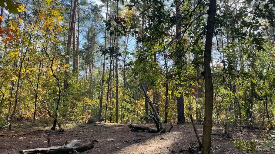 Mindful walking – achtsame Gehmeditation im Grunewald