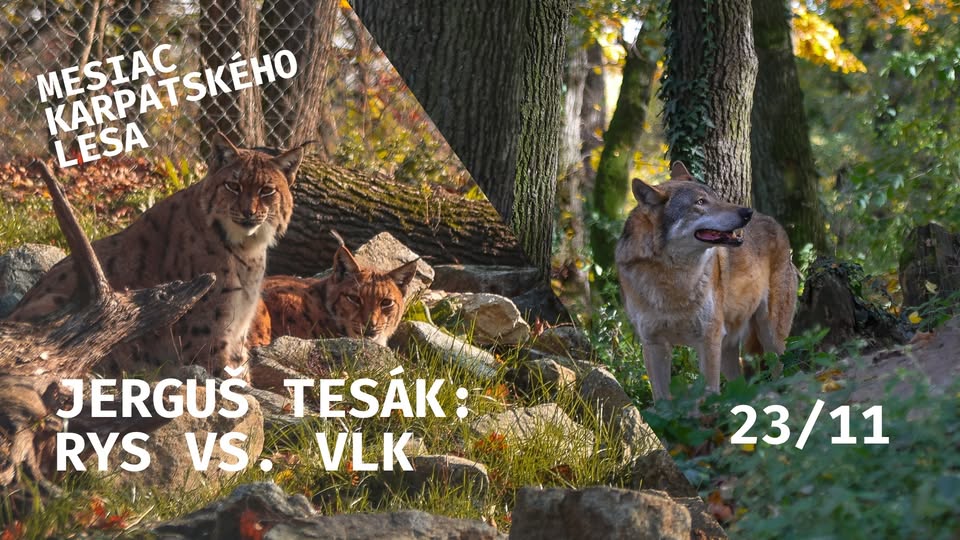 Mesiac Karpatského lesa: 😼 Rys vs. Vlk 🐺
