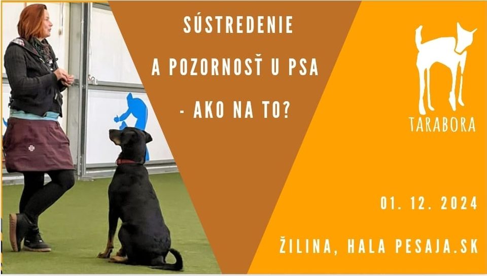Sústredenie a pozornosť u psa - ako na to?
