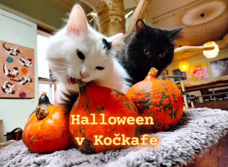 Halloween v Kočkafe