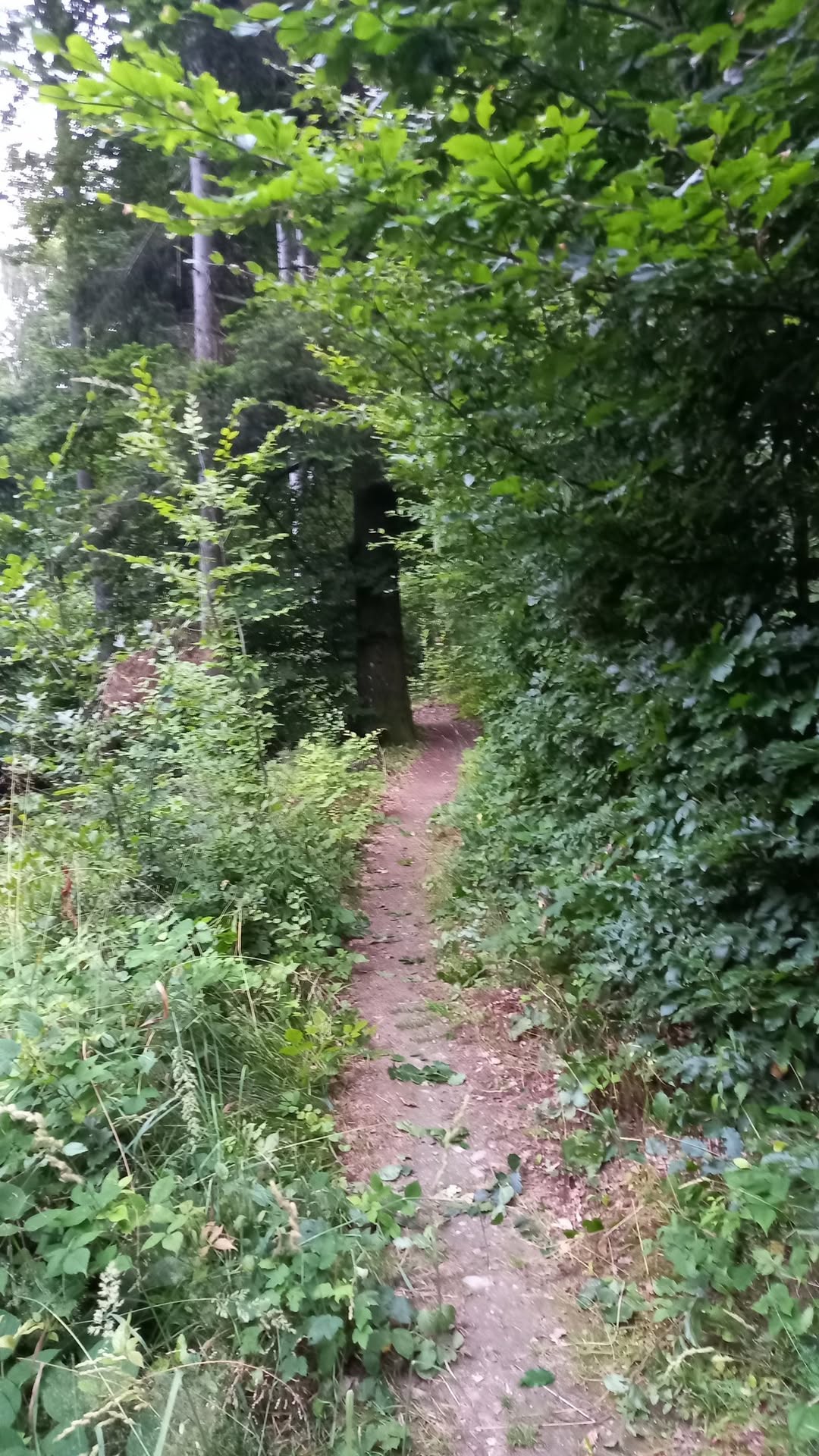 Brigáda na Jeho_michalkovom Singletracku