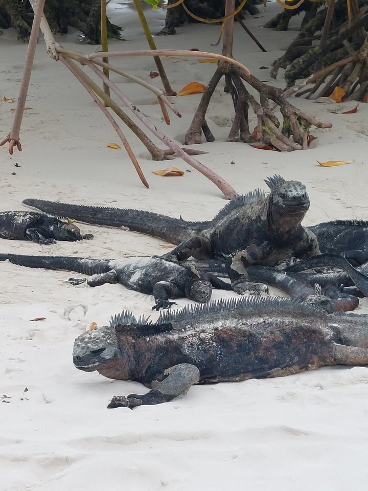 Cestovateľský večer: Ekvádor/Galapágy/Panama
