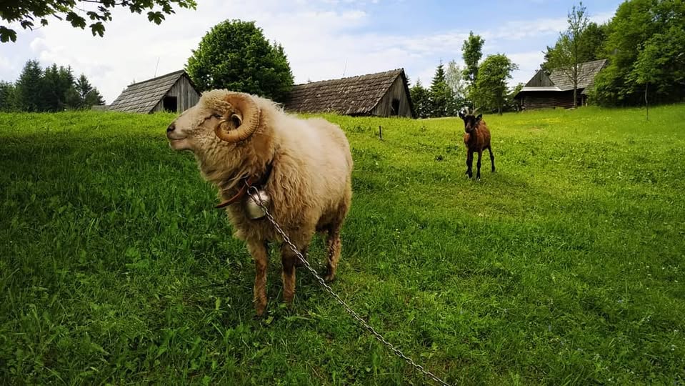 Ovčiarska nedeľa 🐑
