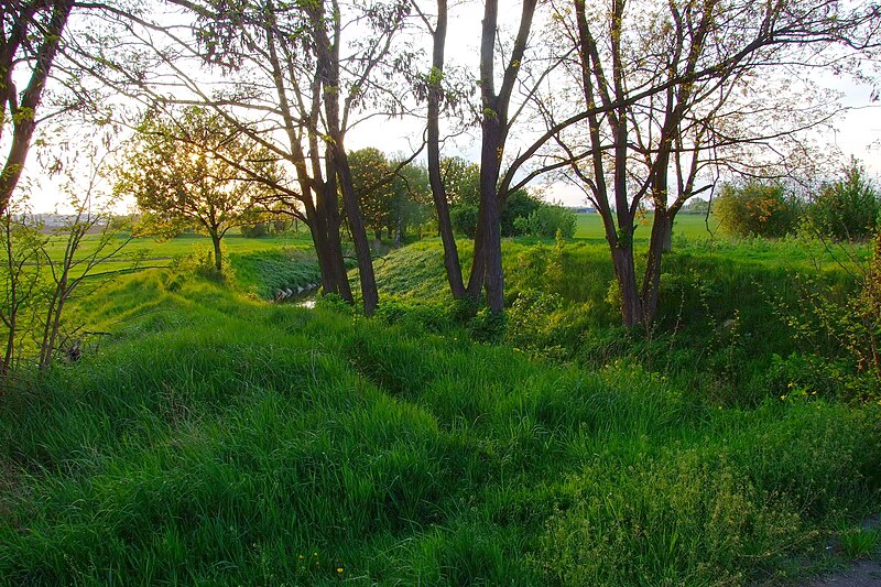 City Nature Challenge Brno 2025: Heršpická Leskava
