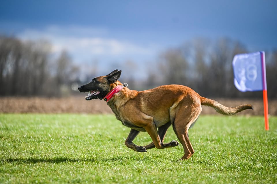 4. Halový Dog Puller