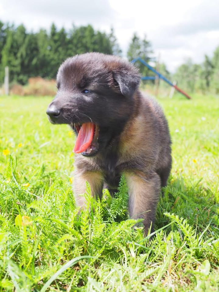 Jóga se štěňátky, štěňátka, puppy yoga