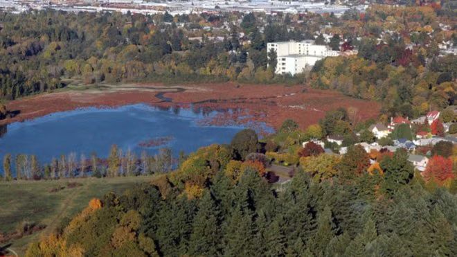 Slow and Easy Upper Sellwood Park-Oaks Bottom-Tideman Johnson 8-mile Hike