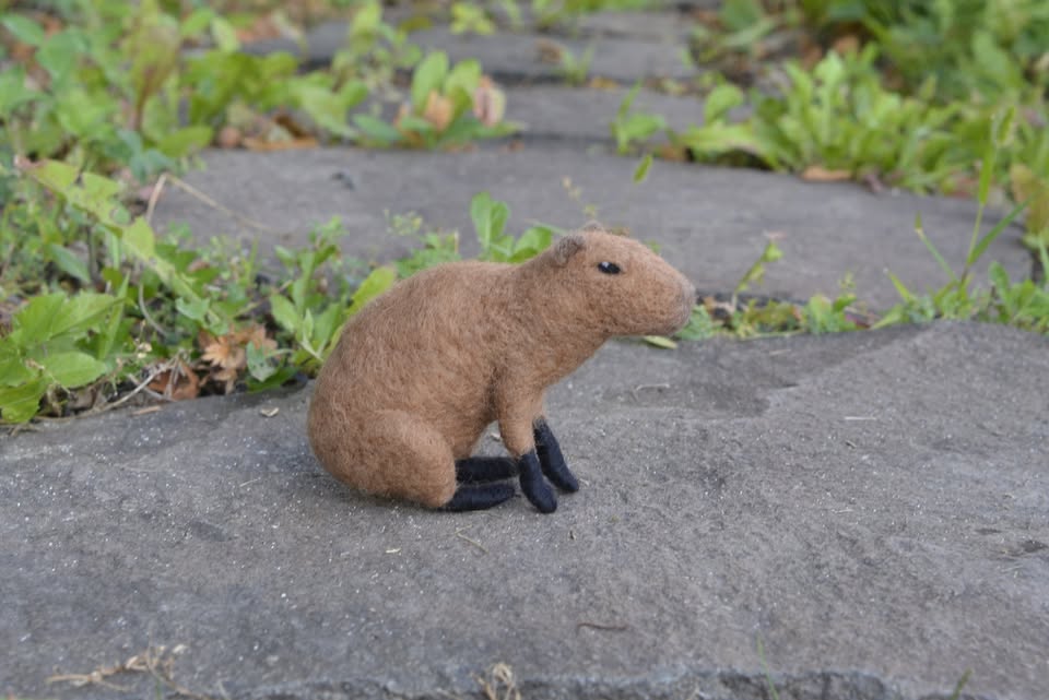 Kurz plstenia: Kapybara