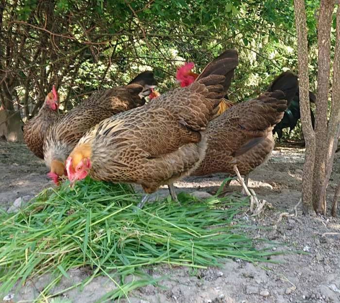 WELFARE CHOV ZVÍŘAT - KROK ZA KROKEM K SAMOZÁSOBITELSTVÍ