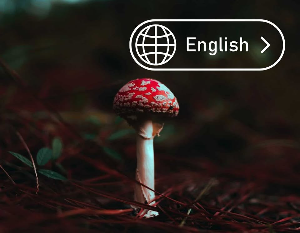 Mushroom Course in Berlin