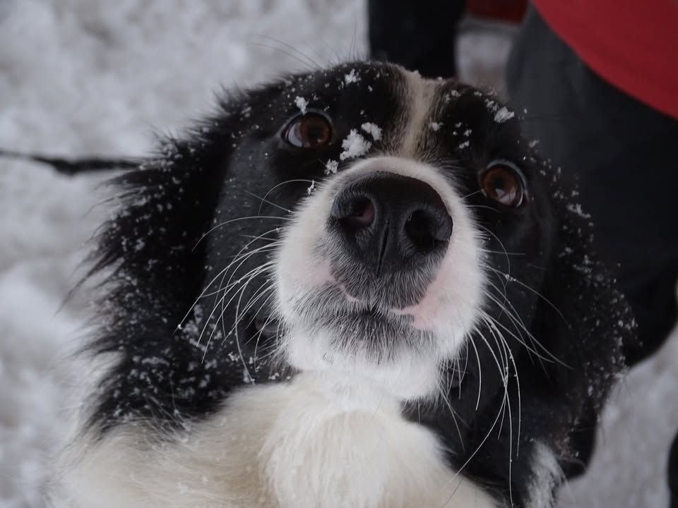 312. Dog Hájking Kutyás Túra (Szlovákia, Geravy-fennsík)